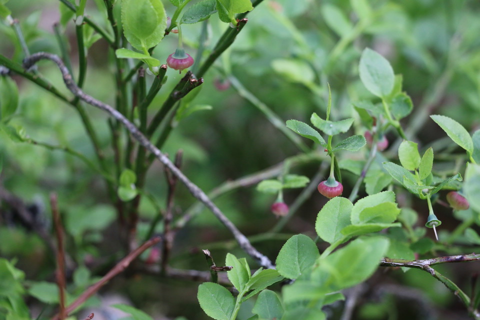 Blåbärsblommor.