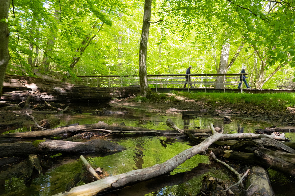 bäck som rinner genom lövskog
