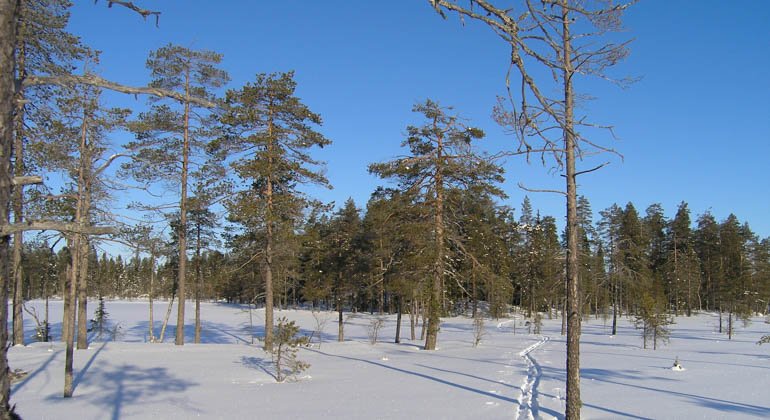 Vinter i Fageråsens naturreservat.