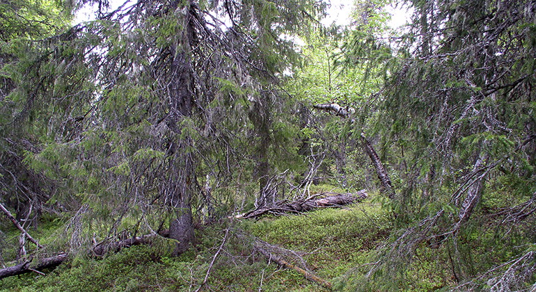 Gammelskog i Naarakero.