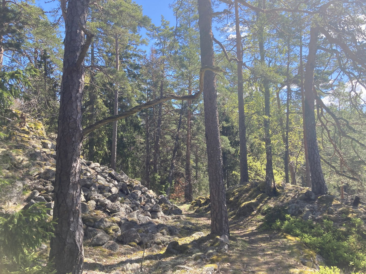 Fornborg i Uddabergets naturreservat.