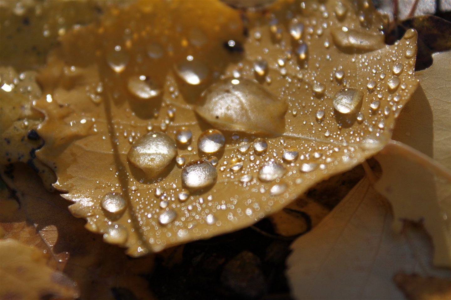 Närbild på ett gult löv med vattendroppar på.