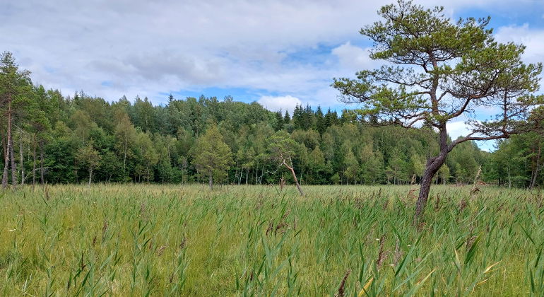 Foto: Maria Pettersson