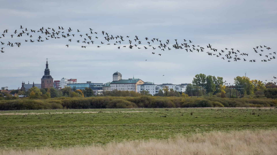 Kristianstads stadssiluett med strandängar och flygande gäss. Foto Jennie Ahlqvist