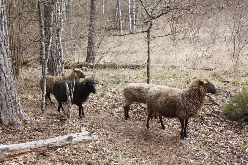 En flock får går på en stig i skogen.