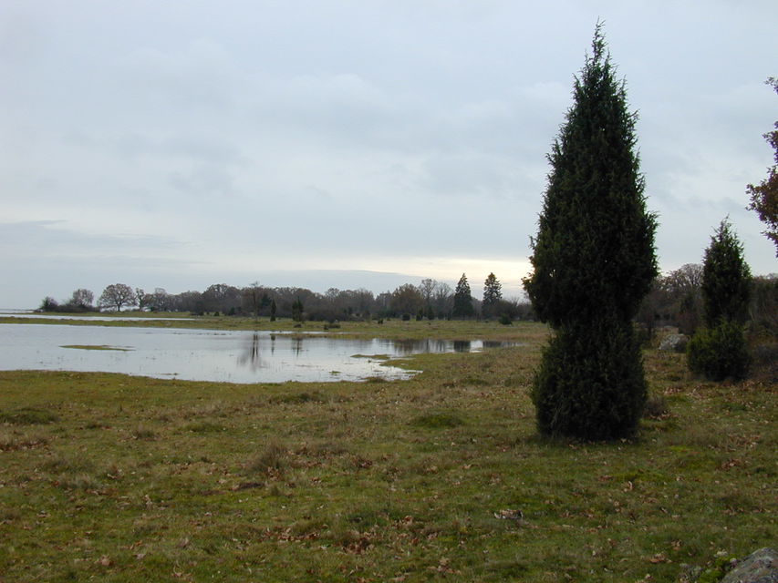 Strandäng med enbuskar