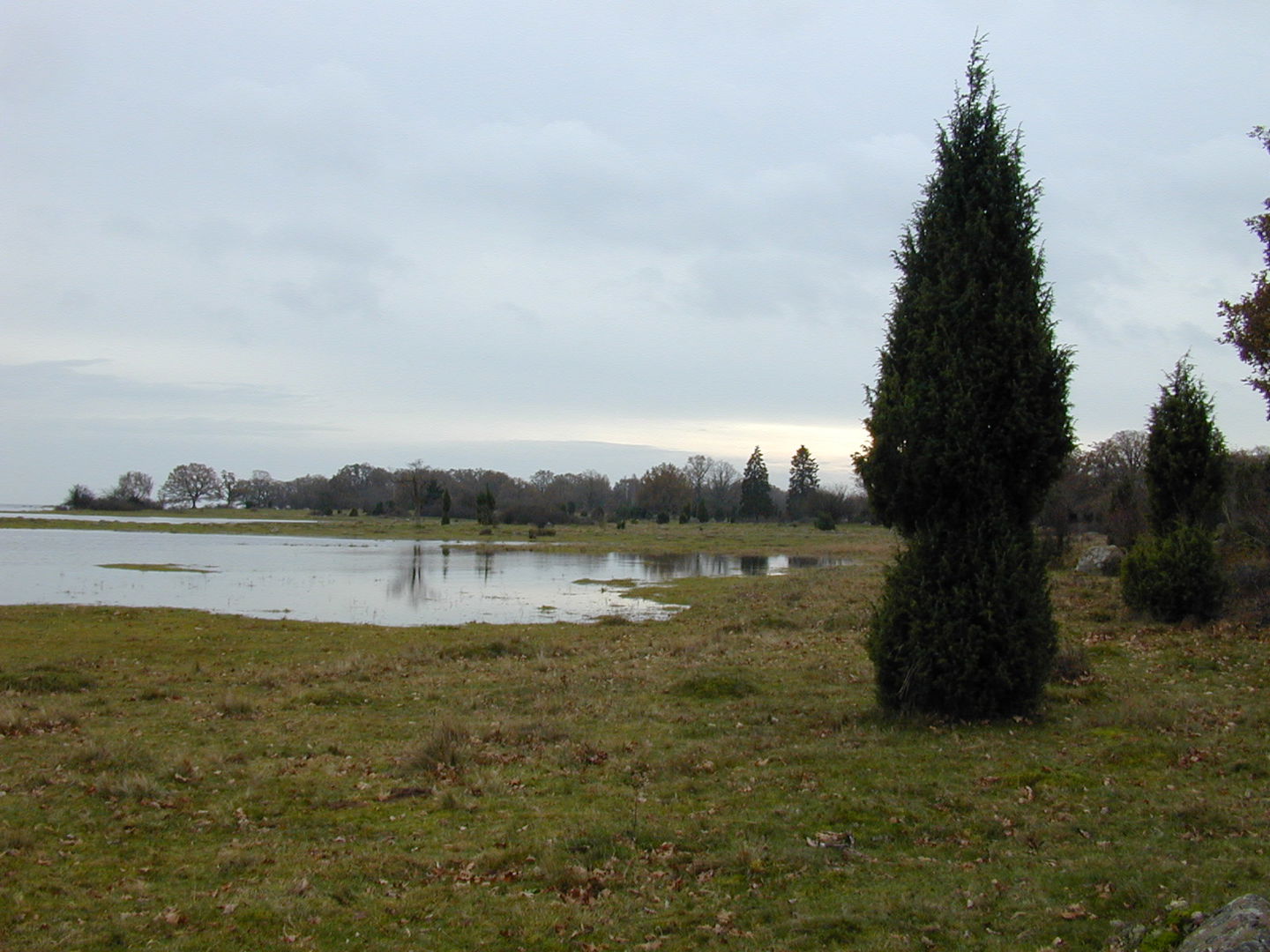 Strandäng med enbuskar