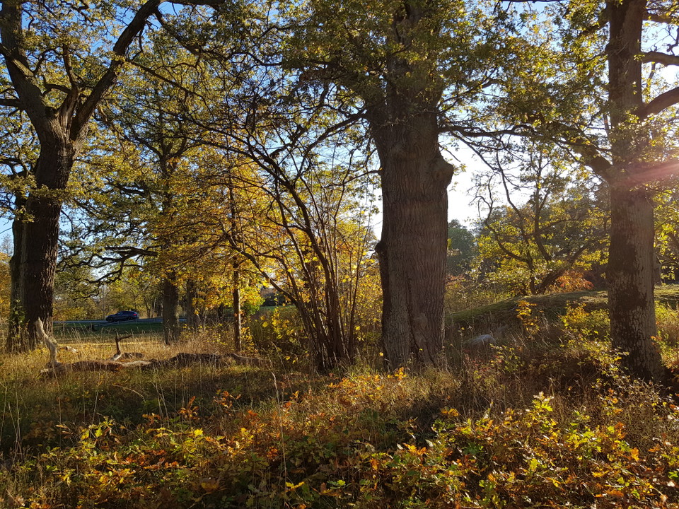 Ekmiljö vid Mölna. Foto Lidingö stad