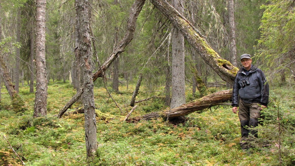 En fuktig skog med många döda träd och en människa som står i skogen.