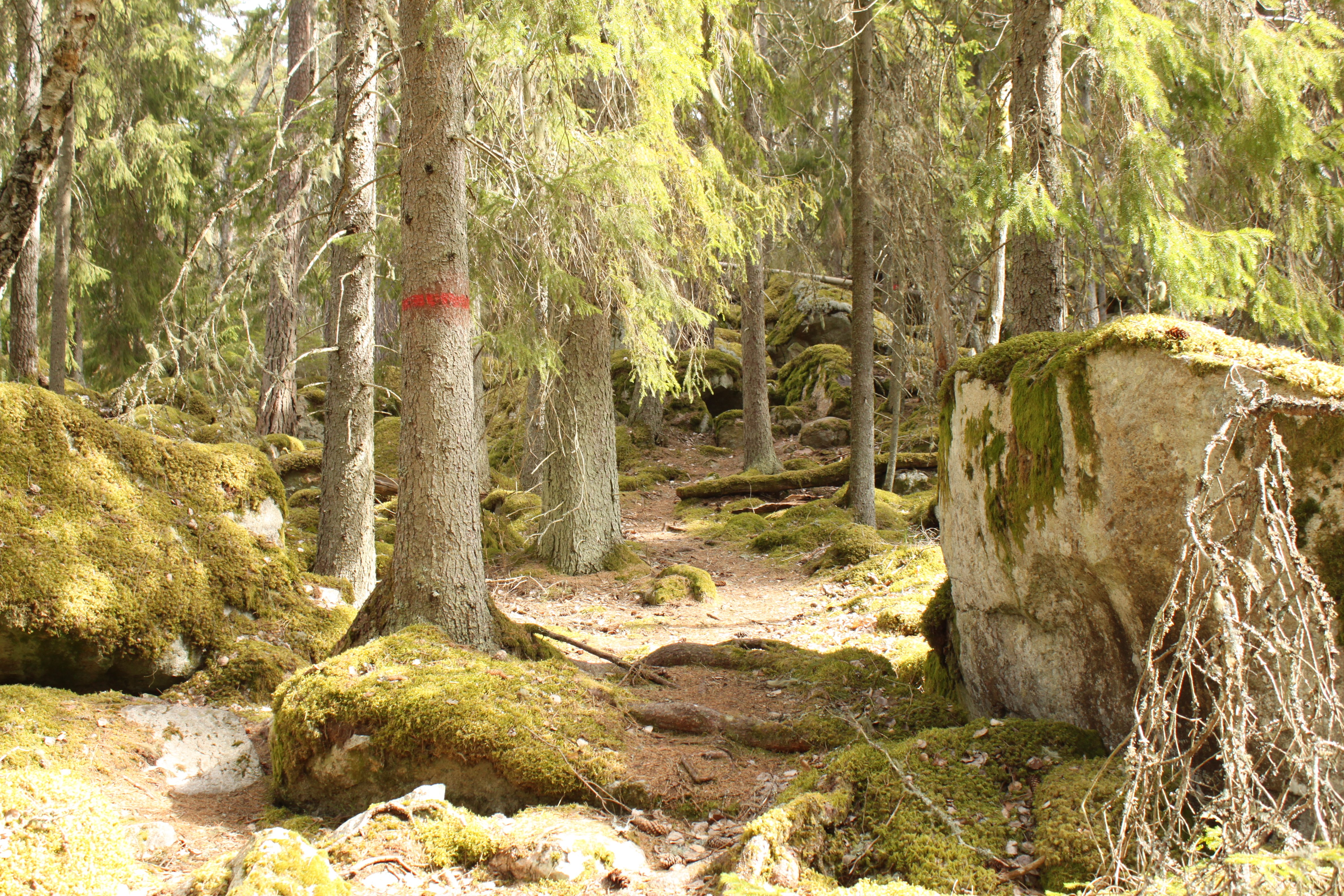 Ojämn stig med många stenar och rötter går genom en tät och blockrik skog. En stigmarkering är målad på en trädstam vid vandringsleden.