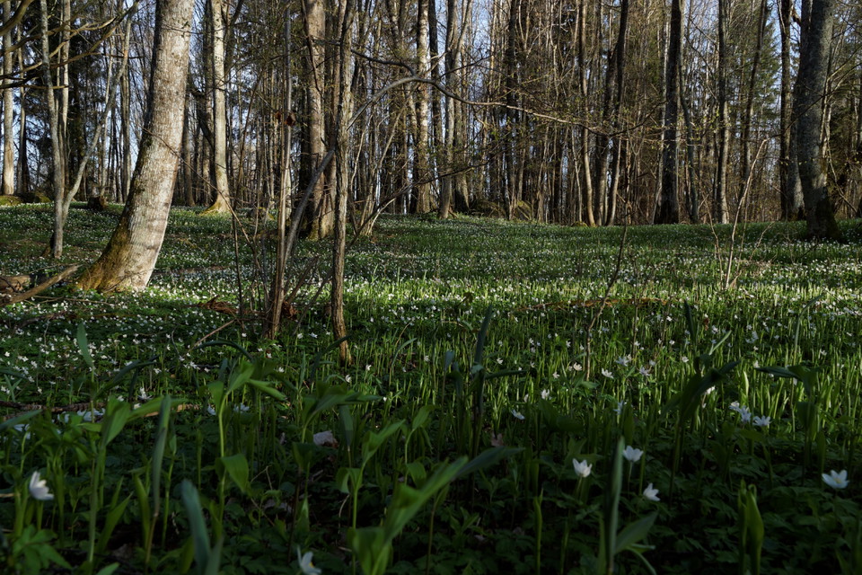 Matta av vitsippor i skog.