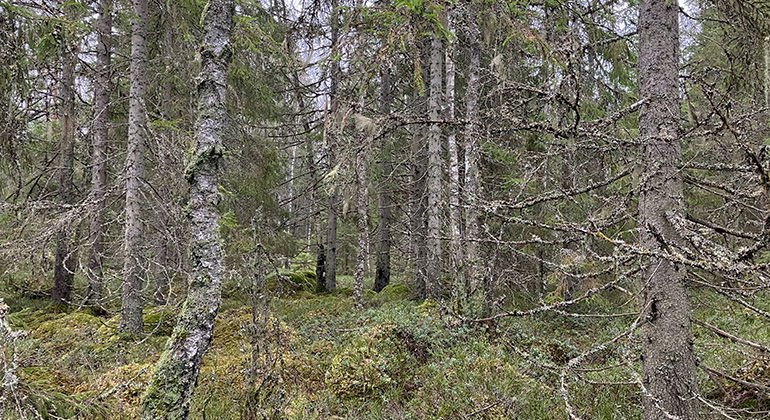 Övraryd.