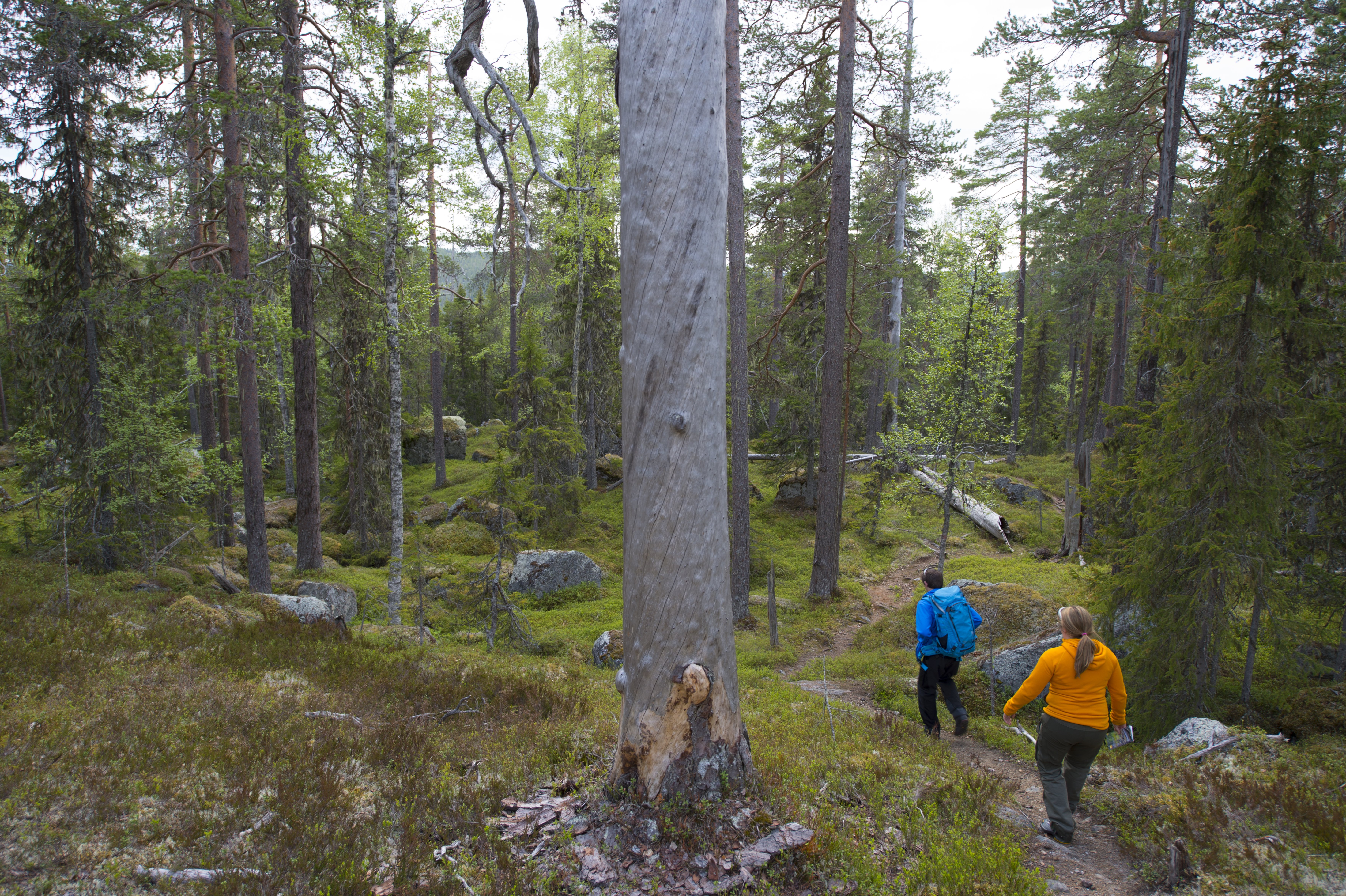 Guldbäcksleden Björnlandets nationalpark