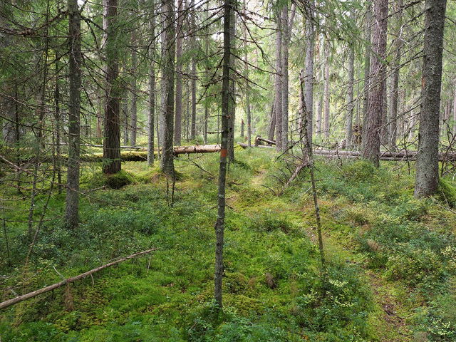 Naturstig Vägskälets naturreservat