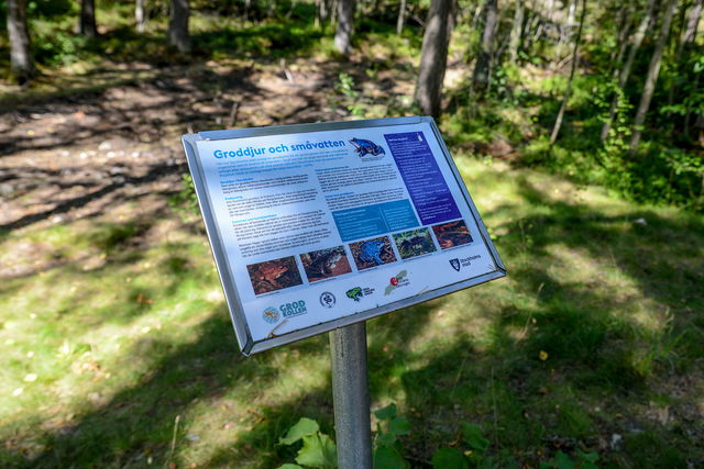 Groddamm i södra Älvsjöskogen