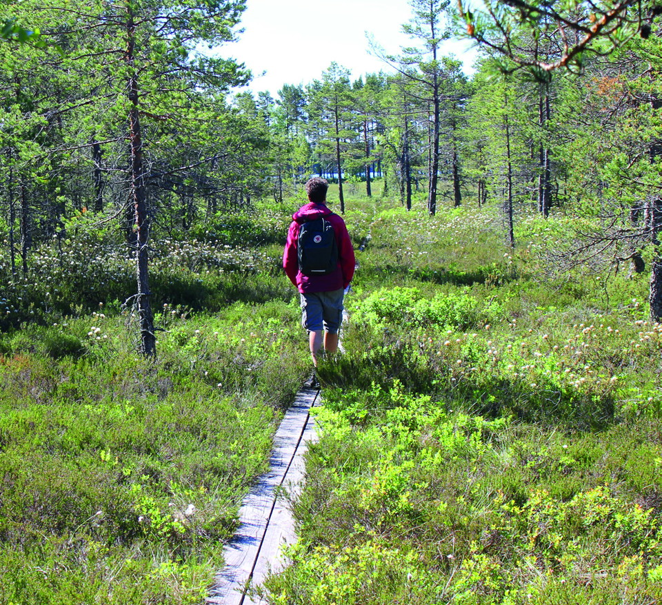 Vandrare på spång i mosse