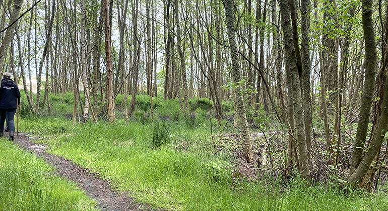 Alskog.