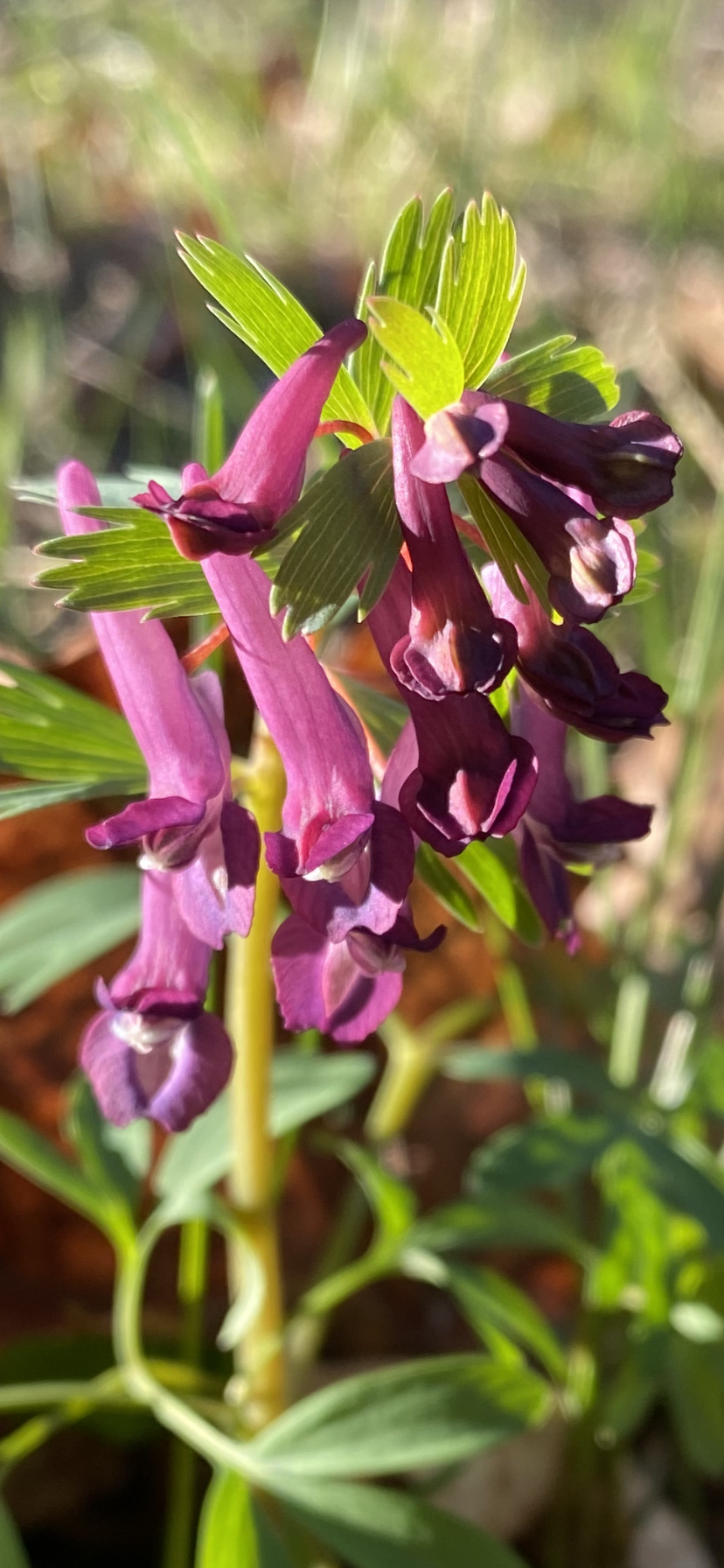Blommor i Ulriksdals naturreservat.