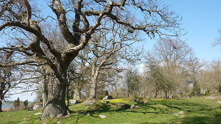 Vambåsa hagmarker. Ekhage, Foto Ingegerd Nordahl/Länsstyrelsen.