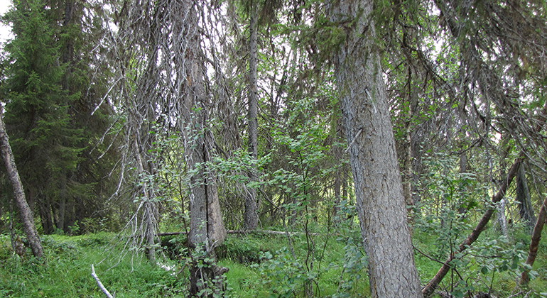 Kurkkiorova.