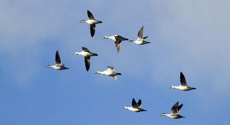 Mängder av flyttfåglar passerar Flommen. Sträckande salskrakar.