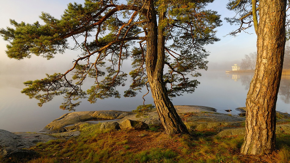 Tallar vid Hustegafjärdens strand. Foto Eddie Granlund