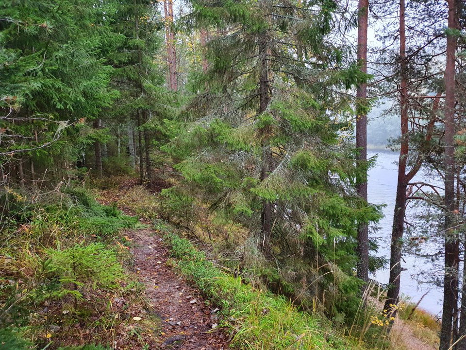 Smal skogsstig längs Ljungans strand