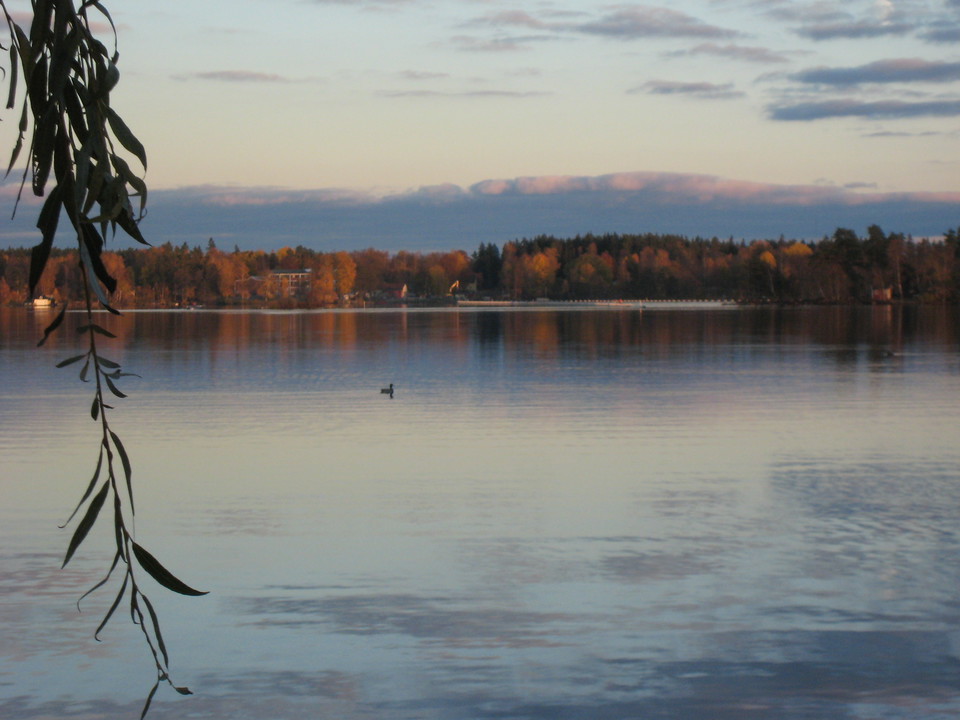 Värna fågellivet