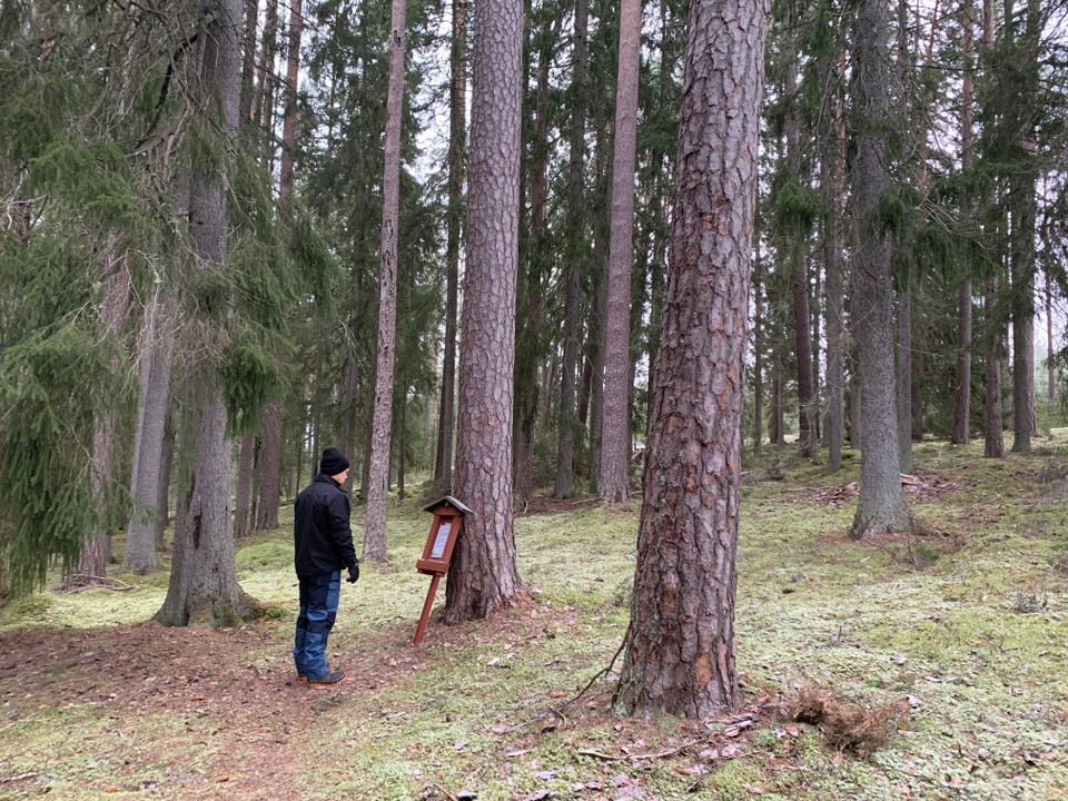 Vy i skogen