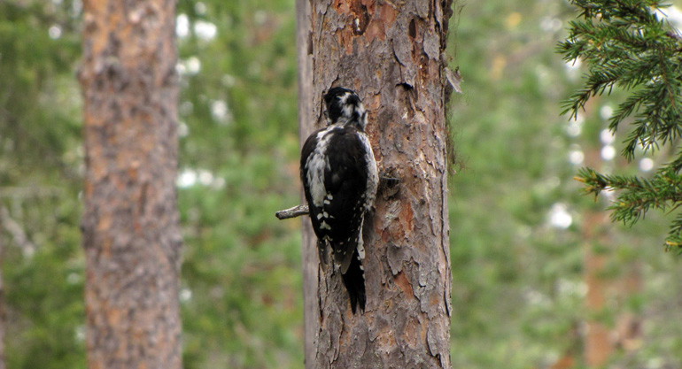 Tretåig hackspett trivs i naturreservatet.