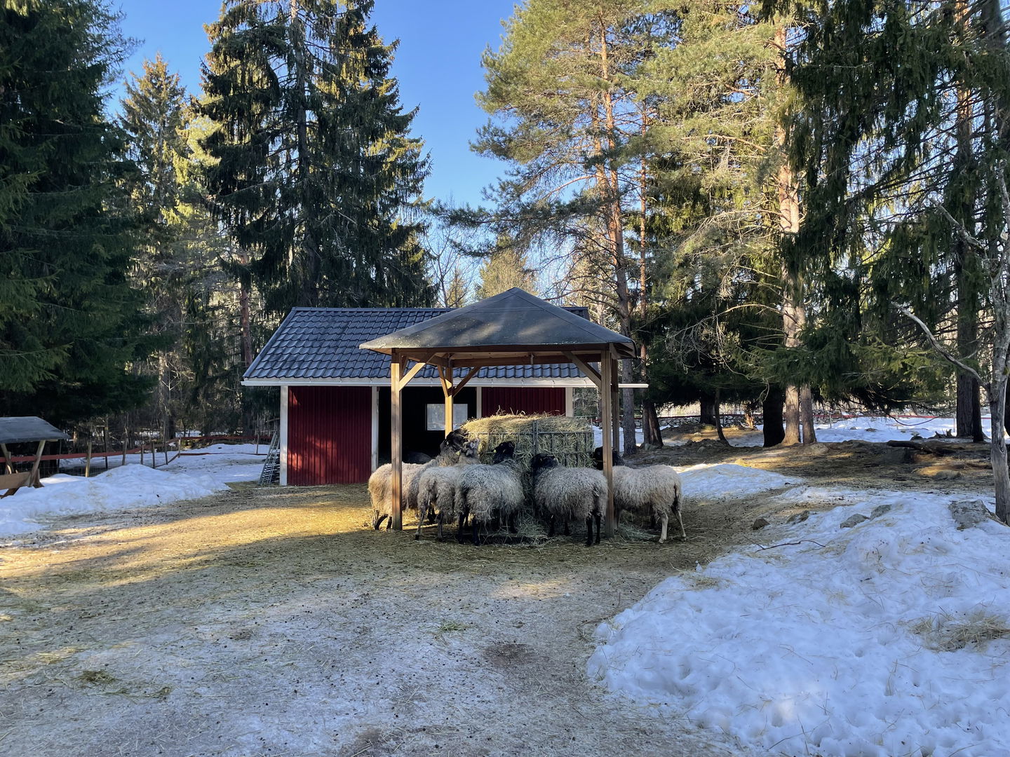 Får som äter hö i hage