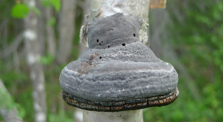 Stor ticka på litet träd i Paradisberget.