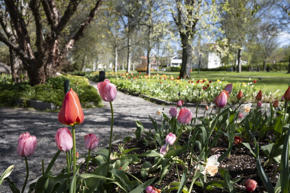 Tulpaner i rabatt vid grusgång.