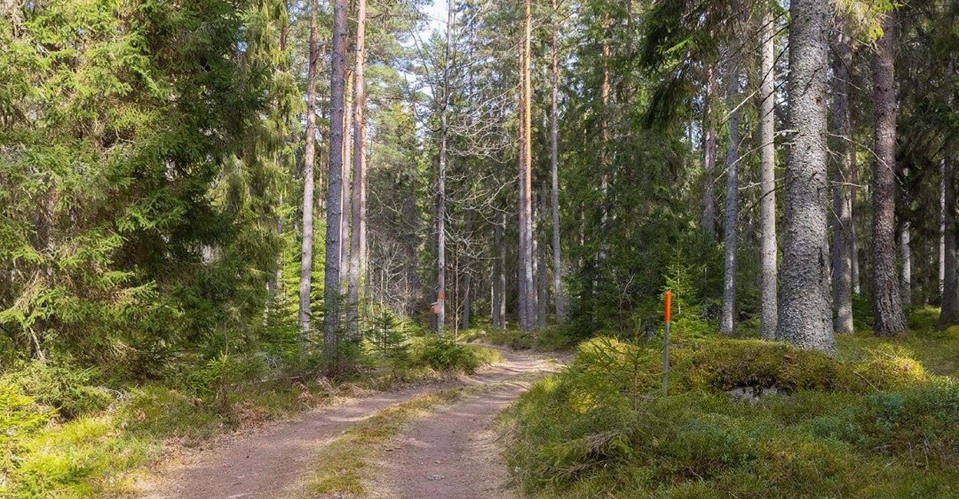 Viss del av etappen går på mindre skogsvägar.
Etapp: Österbymo - Västra Lägern.
Ydre.