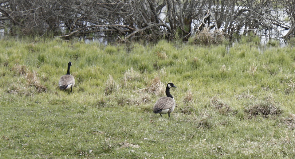 Två stora fåglar står på en strandäng. I bakgrunden skymtar sjön fram. 