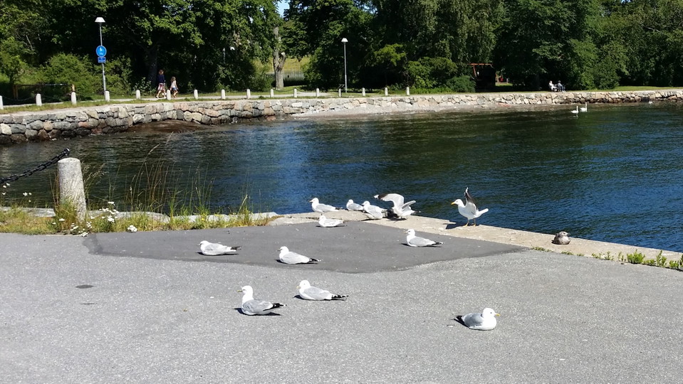 Fiskmåsar på centralbryggan i Brevik. FotoLidingö stad