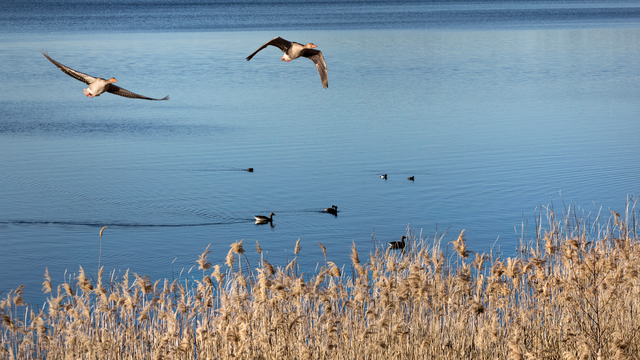 Ängsö nationalpark - fågelskyddsområde 1/2 - 15/8