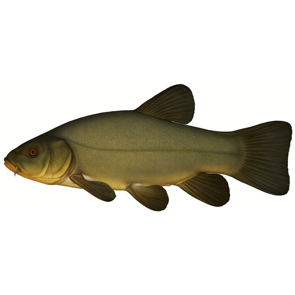 Lär dig mer om sutare