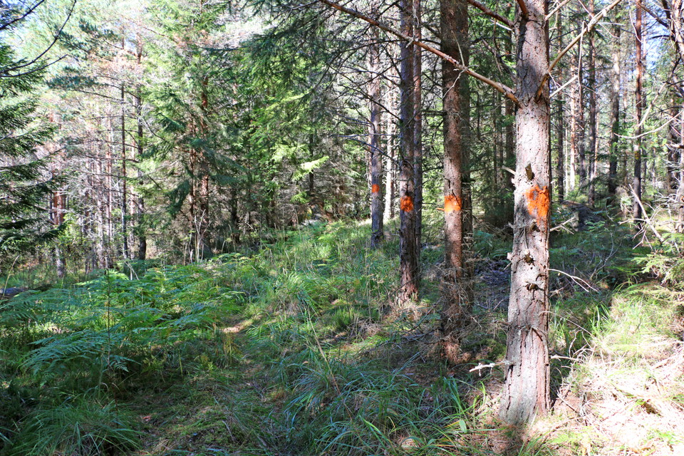 Träd med orange markeringar.