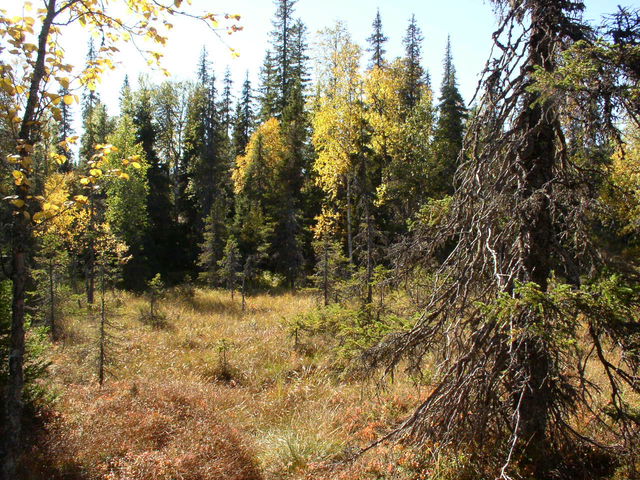Muggträsk