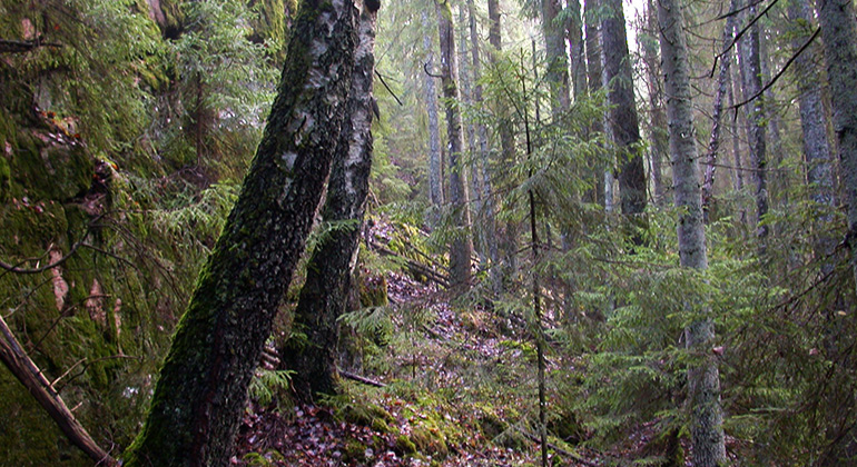 Korsdalen, Naturreservat