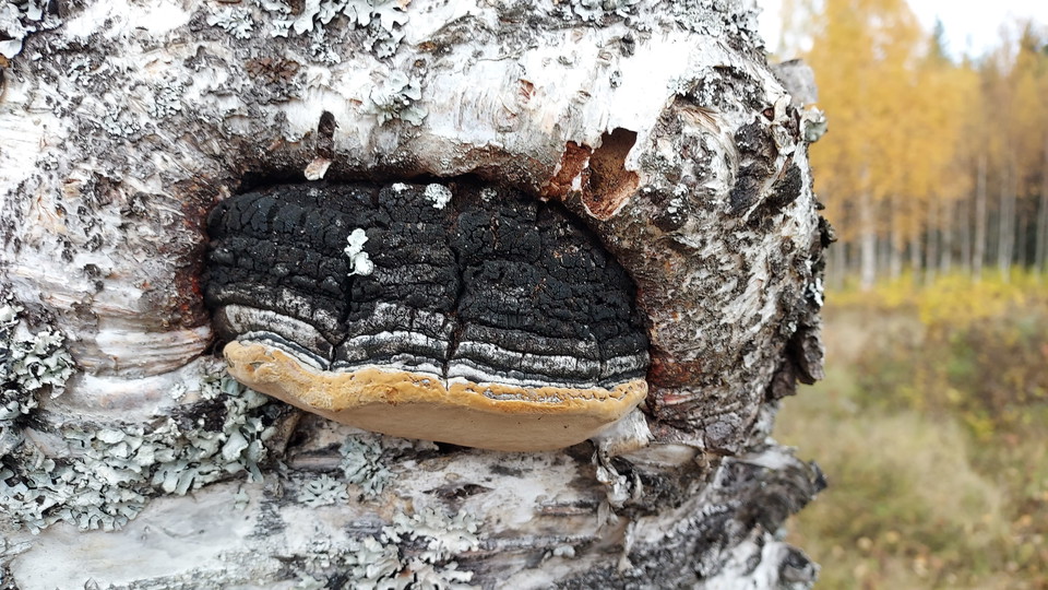 Sophiendals Glasbruk