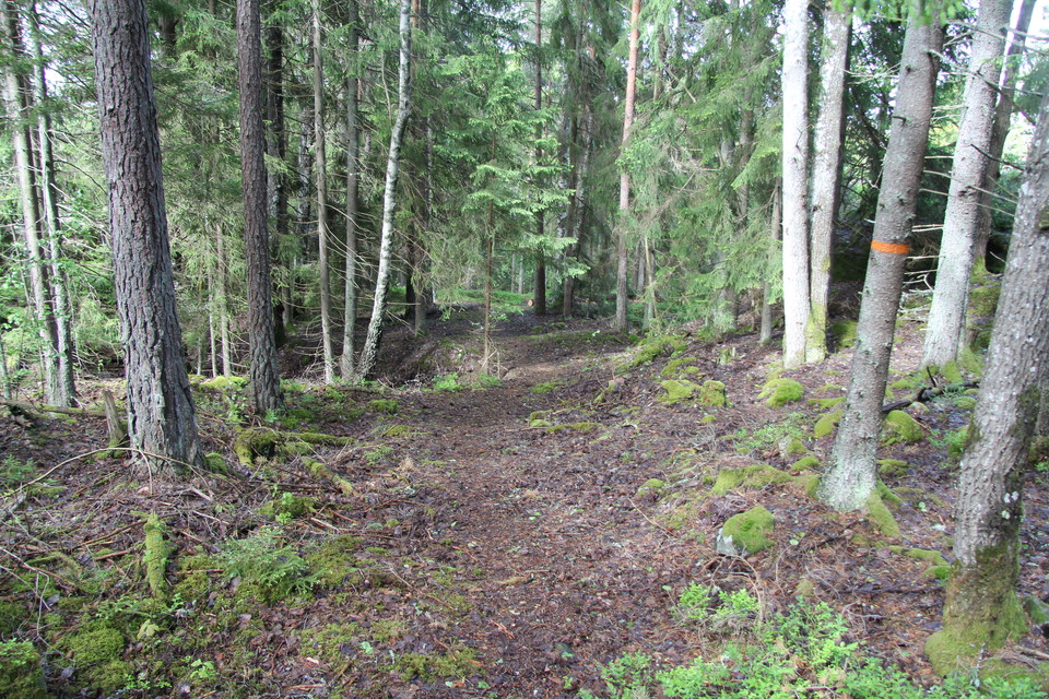 Orangemarkerat träd bredvid en bred stig.