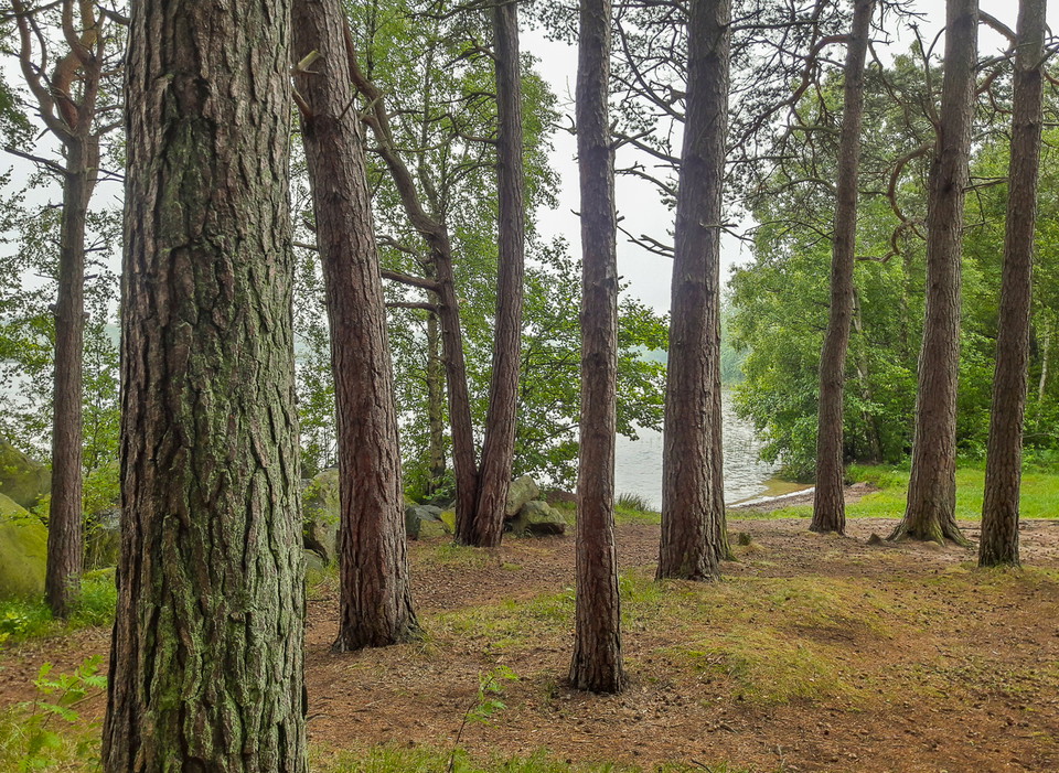 Äldre tallskog