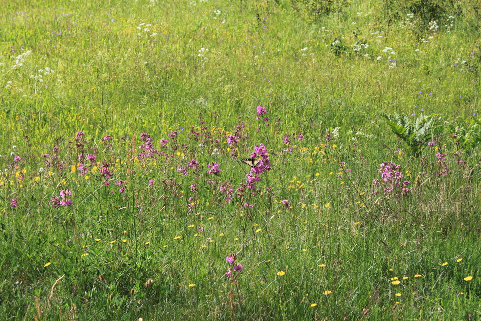 Närbild på lila blommor på en sommaräng. På en av blommorna sitter en gul och svart fjäril.