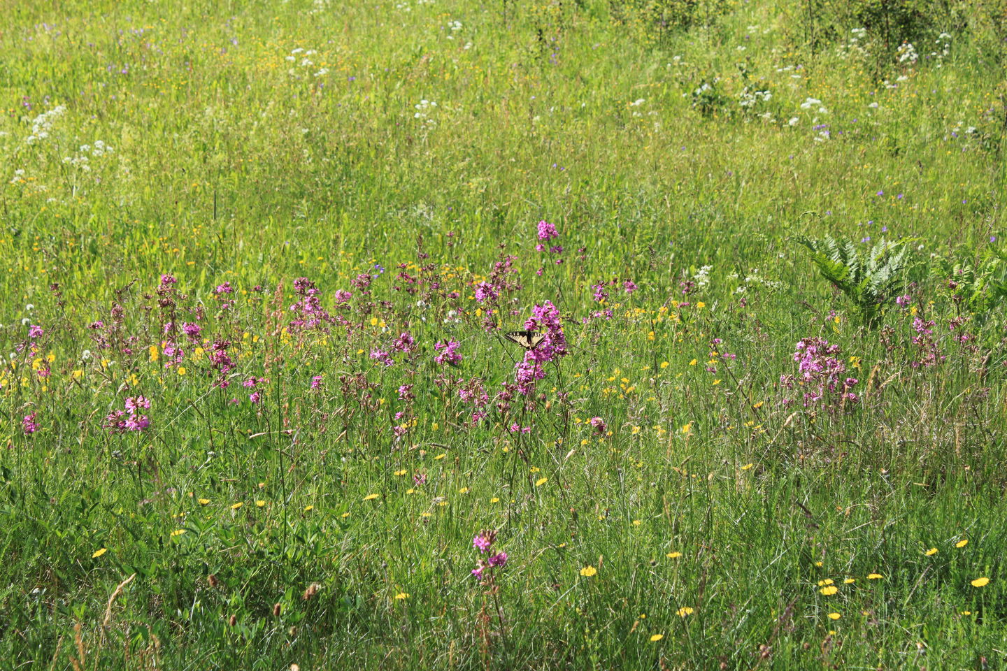 Närbild på lila blommor på en sommaräng. På en av blommorna sitter en gul och svart fjäril.