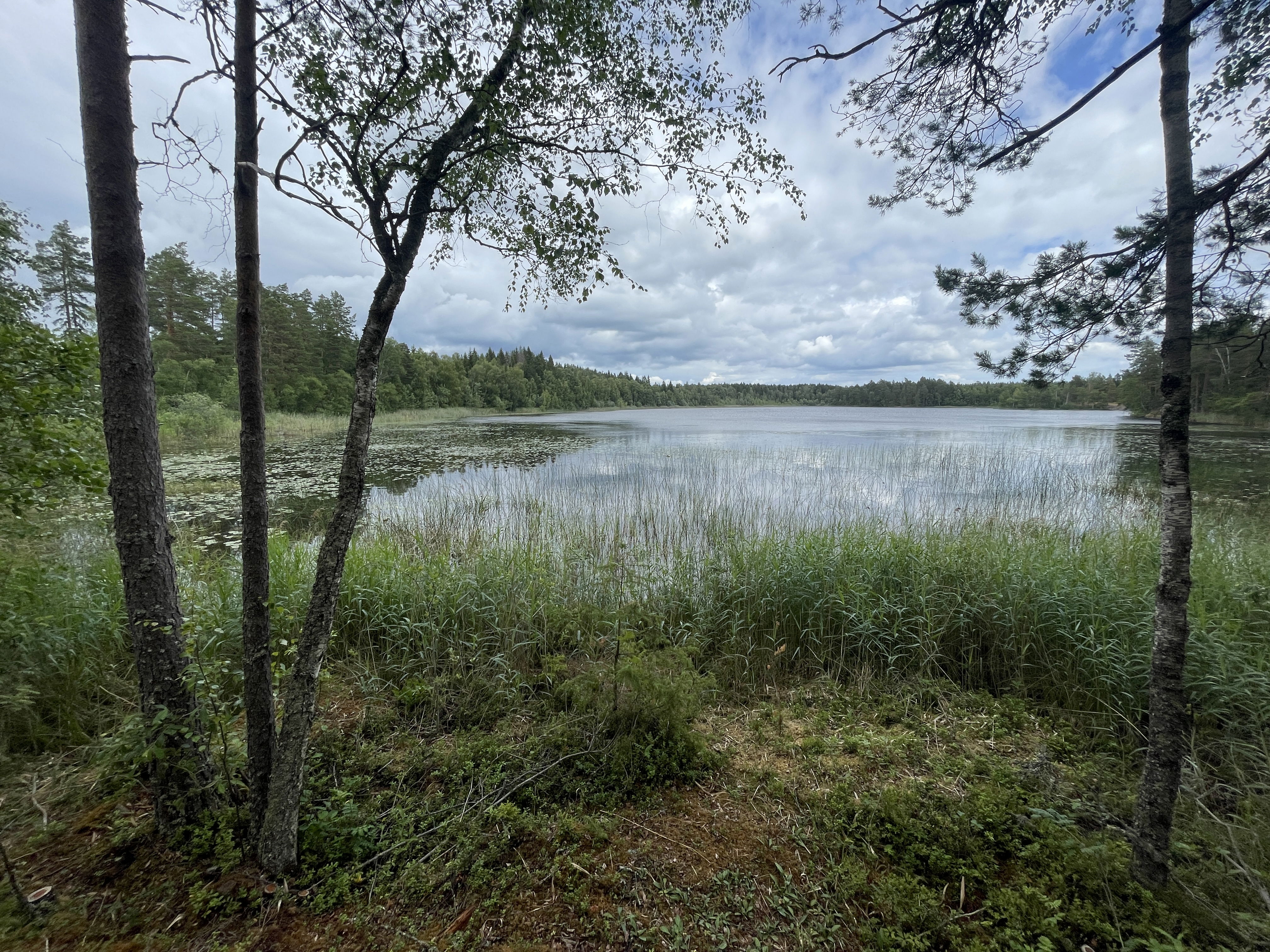Utsikt ut över vass, näckrosor och vattenspegel i glänta.