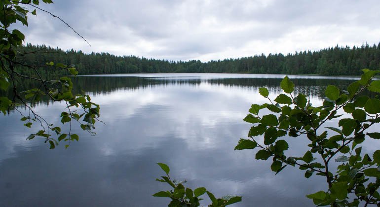Hörnsjöns naturreservat.