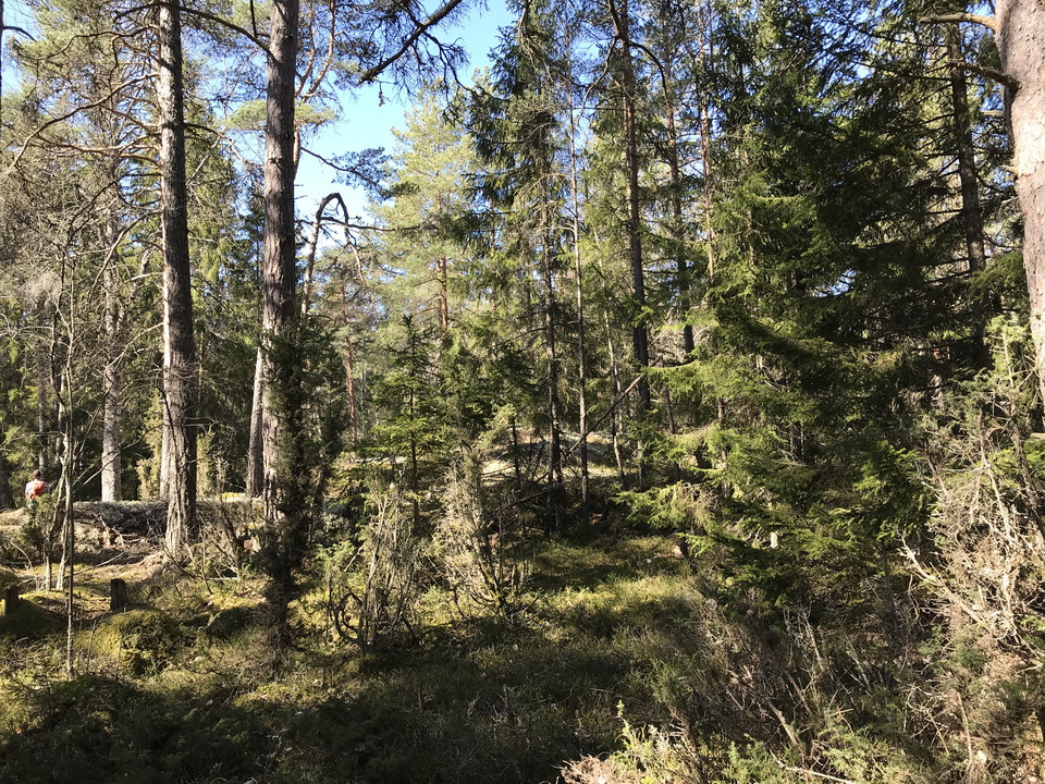 En tät skog med något kuperad terräng.