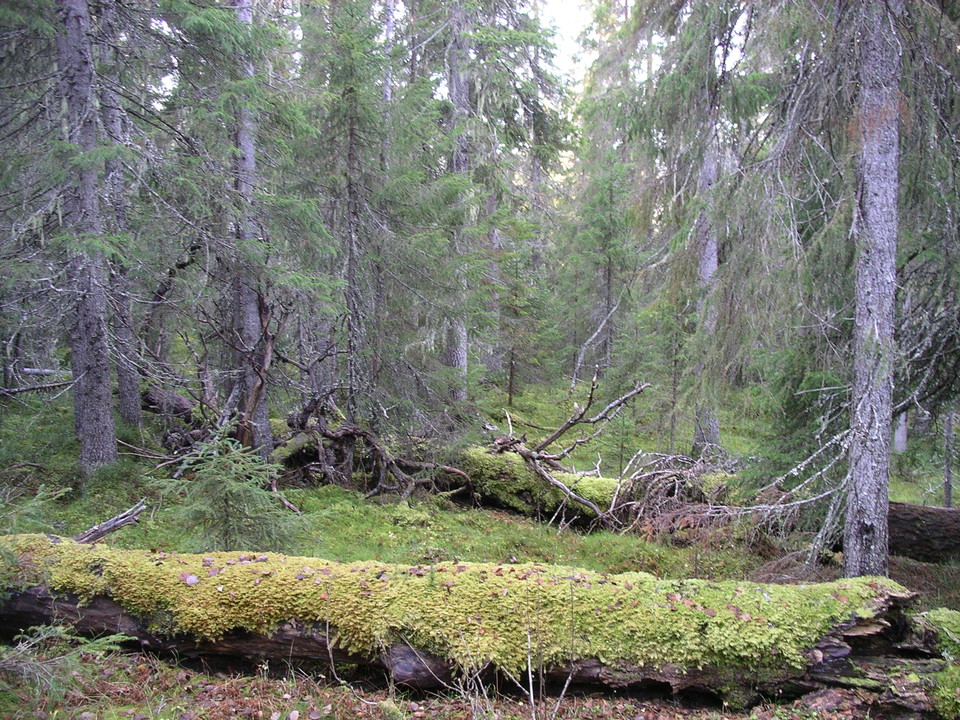 Granlågor i Amaliaskogen som är övervuxna av mossa